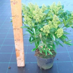 Skimmia (Skimmia Confusa 'Kew Green') -Natuur Kus Verkoopwinkel skimmia kew green c3