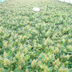 Skimmia (Skimmia Confusa 'Kew Green') -Natuur Kus Verkoopwinkel skimmia kew green c3 2