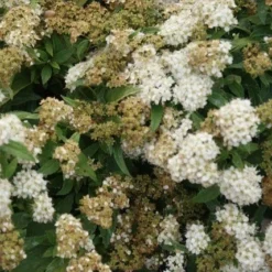 Spierstruik (Spiraea Japonica 'Albiflora') -Natuur Kus Verkoopwinkel spiraea japonica albiflora 1