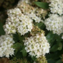 Spierstruik (Spiraea Japonica 'Albiflora') -Natuur Kus Verkoopwinkel spiraea japonica albiflora 2