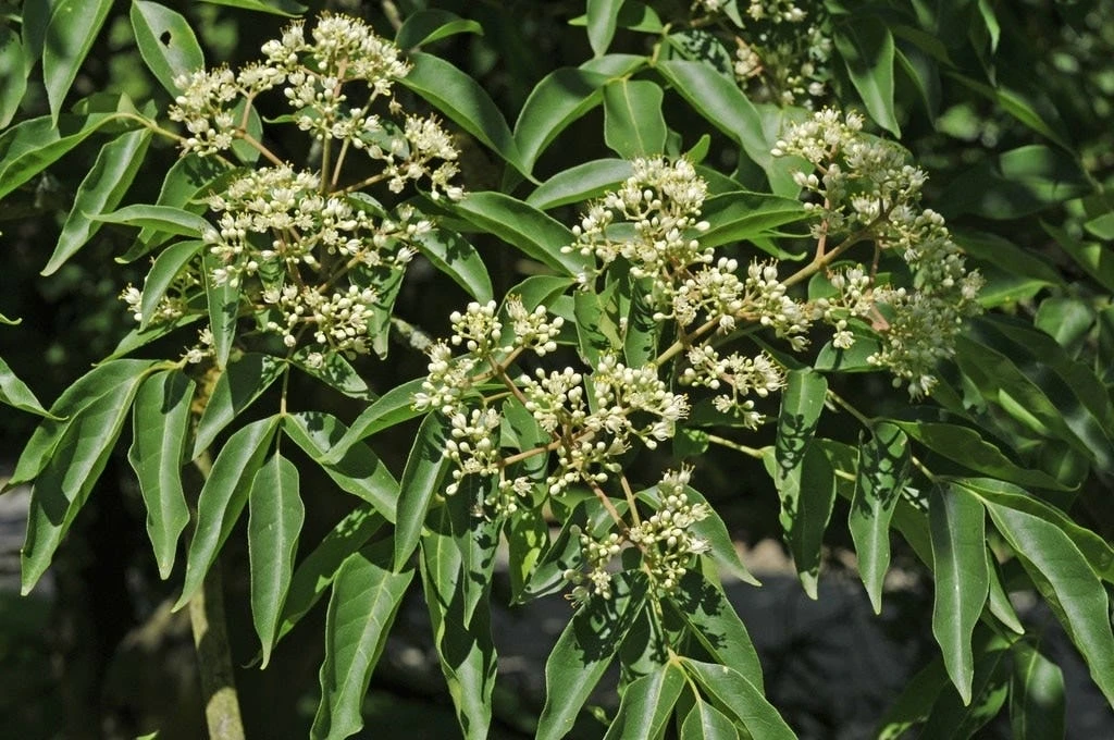 Bijenboom, Struik (Tetradium Daniellii) 2 Bijenboom, Struik (Tetradium Daniellii) - Afbeelding 2