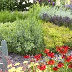 Borderpakket Theeplanten