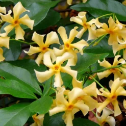 Toscaanse Jasmijn (Trachelospermum Jasminoides 'Star Of Toscane')