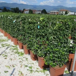Toscaanse Jasmijn Als Leivorm(Trachelospernum Jasminoides) -Natuur Kus Verkoopwinkel trachelospermum jasminoides 52x110 leivorm