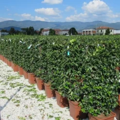 Toscaanse Jasmijn Als Leivorm(Trachelospernum Jasminoides) -Natuur Kus Verkoopwinkel trachelospermum jasminoides 52x110 leivorm 2