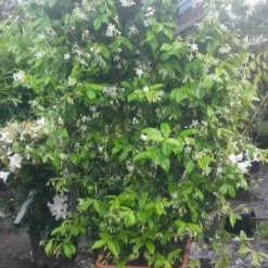 Toscaanse Jasmijn Als Leivorm(Trachelospernum Jasminoides) -Natuur Kus Verkoopwinkel trachelospernum jasm. leivorm 100125 2