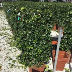 Toscaanse Jasmijn Als Leivorm(Trachelospernum Jasminoides) -Natuur Kus Verkoopwinkel trachelospernum jasminoides 90x50 cm