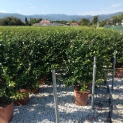 Toscaanse Jasmijn Als Leivorm(Trachelospernum Jasminoides) -Natuur Kus Verkoopwinkel trachelospernum jasminoides lage leivorm