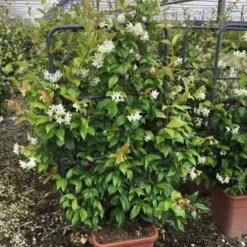 Toscaanse Jasmijn Als Leivorm(Trachelospernum Jasminoides) -Natuur Kus Verkoopwinkel trachelospernum jasminoides lage leivorm met bloem
