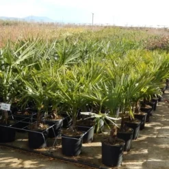 Winterharde Palm Meerstammig (Trachycarpus Fortunei) -Natuur Kus Verkoopwinkel trachycarpus fortunei