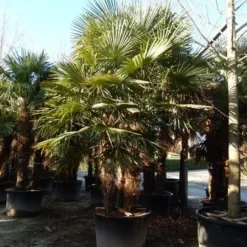 Winterharde Palm Meerstammig (Trachycarpus Fortunei) -Natuur Kus Verkoopwinkel trachycarpus fortunei 3 stammig