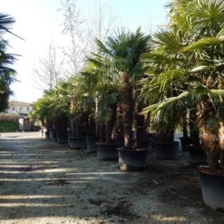 Winterharde Palm Meerstammig (Trachycarpus Fortunei) -Natuur Kus Verkoopwinkel trachycarpus fortunei 3 stammig 2 1