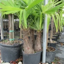 Winterharde Palm Meerstammig (Trachycarpus Fortunei) -Natuur Kus Verkoopwinkel trachycarpus fortunei multistam 1