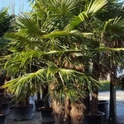 Winterharde Palm Meerstammig (Trachycarpus Fortunei) -Natuur Kus Verkoopwinkel trachycarpus meerstammig 1