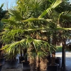 Winterharde Palm Meerstammig (Trachycarpus Fortunei) -Natuur Kus Verkoopwinkel trachycarpus meerstammig 2 1