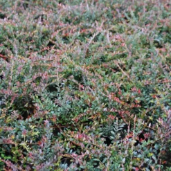 Veenbes (Vaccinium Macrocarpon Cranberry) -Natuur Kus Verkoopwinkel vaccinium macrocarpon