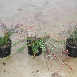 Veenbes (Vaccinium Macrocarpon Cranberry) -Natuur Kus Verkoopwinkel vaccinium macrocarpon 2