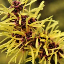 Toverhazelaar (Hamamelis Mollis) -Natuur Kus Verkoopwinkel vaem02437