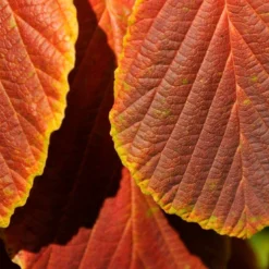 Toverhazelaar (Hamamelis Intermedia 'Diane') -Natuur Kus Verkoopwinkel vaem06951