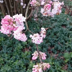 Sneeuwbal (Viburnum Bodnantense 'Dawn') -Natuur Kus Verkoopwinkel viburnum bodn. charles lamont 2