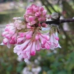 Sneeuwbal (Viburnum Bodnantense 'Charles Lamont') 10 Sneeuwbal (Viburnum Bodnantense 'Charles Lamont') -Natuur Kus Verkoopwinkel viburnum bodn. charles lamont 3