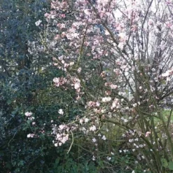 Sneeuwbal (Viburnum Bodnantense 'Charles Lamont') 14 Sneeuwbal (Viburnum Bodnantense 'Charles Lamont') -Natuur Kus Verkoopwinkel viburnum bodn. charles lamont 4