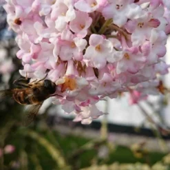 Sneeuwbal (Viburnum Bodnantense 'Charles Lamont') 15 Sneeuwbal (Viburnum Bodnantense 'Charles Lamont') -Natuur Kus Verkoopwinkel viburnum bodn. charles lamont 5