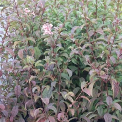 Sneeuwbal (Viburnum Bodnantense 'Dawn') -Natuur Kus Verkoopwinkel viburnum bodnantense dawn 5