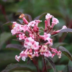 Sneeuwbal (Viburnum Bodnantense 'Dawn') -Natuur Kus Verkoopwinkel viburnum bodnantense dawn 6