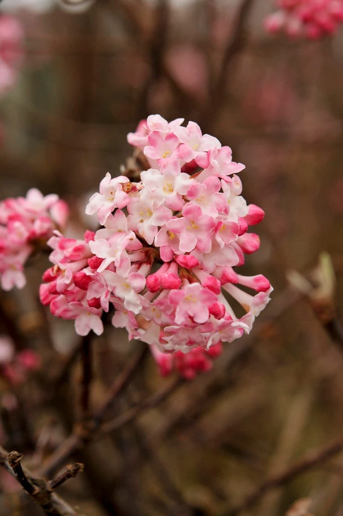 Sneeuwbal (Viburnum Bodnantense 'Charles Lamont') 1 Sneeuwbal (Viburnum Bodnantense 'Charles Lamont')