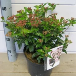 Groenblijvende Sneeuwbal (Viburnum Tinus 'Eve Price') -Natuur Kus Verkoopwinkel viburnum eve price c5 6 11 2018 2