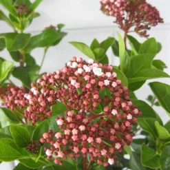 Natuur Kus Verkoopwinkel -Natuur Kus Verkoopwinkel viburnum lisarose c5 28 08 2017 3 1
