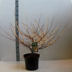 Sneeuwbal (Viburnum Plicatum 'Mariesii') -Natuur Kus Verkoopwinkel viburnum plic mariessii 80 10 cm co. 10l kopie