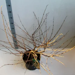 Sneeuwbal (Viburnum Plicatum 'Mariesii') -Natuur Kus Verkoopwinkel viburnum plic mariessii 80 10 cm co. 10lv kopie