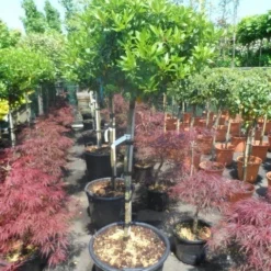 Sneeuwbal Op Stam (Viburnum Tinus 'Eve Price') 21 Sneeuwbal Op Stam (Viburnum Tinus 'Eve Price') -Natuur Kus Verkoopwinkel viburnum tinus eve price 100 110stam c35