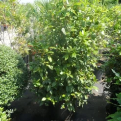 Groenblijvende Sneeuwbal (Viburnum Tinus 'Eve Price') -Natuur Kus Verkoopwinkel viburnum tinus eve price 125 150 c50