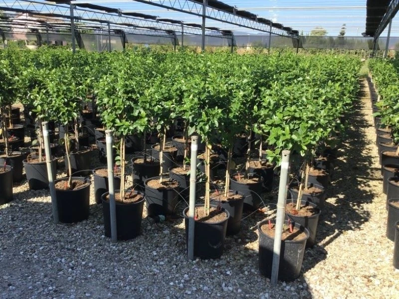 Sneeuwbal Op Stam (Viburnum Tinus 'Eve Price') 12 Sneeuwbal Op Stam (Viburnum Tinus 'Eve Price') - Afbeelding 12