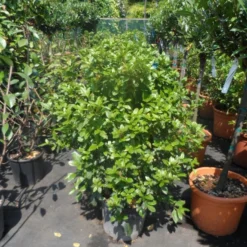Groenblijvende Sneeuwbal (Viburnum Tinus 'Eve Price') -Natuur Kus Verkoopwinkel viburnum tinus eve price 80 100 c20 1