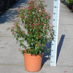 Groenblijvende Sneeuwbal (Viburnum Tinus 'Eve Price') -Natuur Kus Verkoopwinkel viburnum tinus eve price 80 100 c20