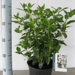 Groenblijvende Sneeuwbal (Viburnum Tinus 'Eve Price') -Natuur Kus Verkoopwinkel viburnum tinus eve price c3 september 2 1