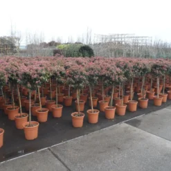 Sneeuwbal Op Stam (Viburnum Tinus 'Eve Price') 18 Sneeuwbal Op Stam (Viburnum Tinus 'Eve Price') -Natuur Kus Verkoopwinkel viburnum tinus op stam 2