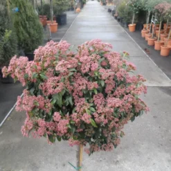 Sneeuwbal Op Stam (Viburnum Tinus 'Eve Price') 19 Sneeuwbal Op Stam (Viburnum Tinus 'Eve Price') -Natuur Kus Verkoopwinkel viburnum tinus op stam 3