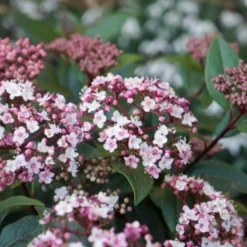 Natuur Kus Verkoopwinkel 26 Sneeuwbal (Viburnum Tinus 'Spirit')