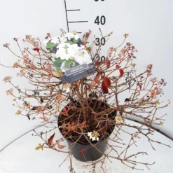 Sneeuwbal (Viburnum Plicatum 'Watanabe') -Natuur Kus Verkoopwinkel viburnum watanabe c10 v02