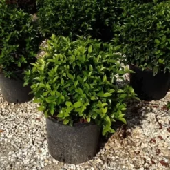 Natuur Kus Verkoopwinkel -Natuur Kus Verkoopwinkel viburnumtinusspiritbol04