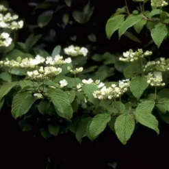 Sneeuwbal (Viburnum Plicatum 'Mariesii') -Natuur Kus Verkoopwinkel vipmarie 10