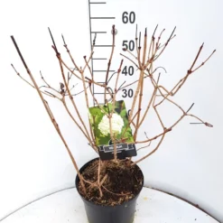 Sneeuwbal (Viburnum Opulus 'Roseum') -Natuur Kus Verkoopwinkel virburnum opulus roseum c10 v01