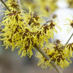 Toverhazelaar (Hamamelis Intermedia 'Westerstede')