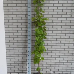 Sierdruif (Vitis Coignetiae) -Natuur Kus Verkoopwinkel vitis coignetiae 175 200 c10