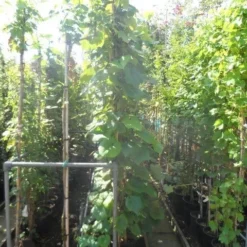 Sierdruif (Vitis Coignetiae) -Natuur Kus Verkoopwinkel vitis coignetiae 200 250 300 c20